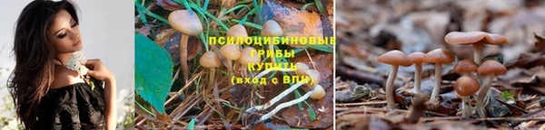 a pvp Каменногорск